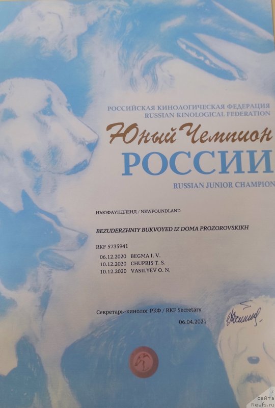 Фото: ньюфаундленд Безудержный Буквоед из Дома Прозоровских (Bezuderzhniy Bukvoyed iz Doma Prozorovskikh)