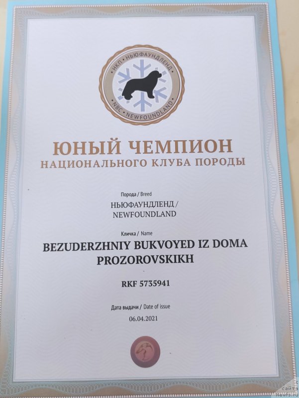 Фото: ньюфаундленд Безудержный Буквоед из Дома Прозоровских (Bezuderzhniy Bukvoyed iz Doma Prozorovskikh)