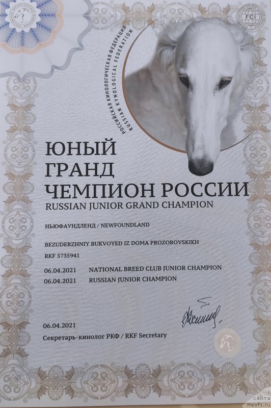 Фото: ньюфаундленд Безудержный Буквоед из Дома Прозоровских (Bezuderzhniy Bukvoyed iz Doma Prozorovskikh)