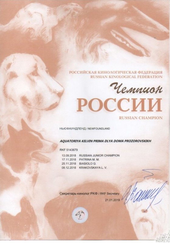 Фото: ньюфаундленд Безудержный Буквоед из Дома Прозоровских (Bezuderzhniy Bukvoyed iz Doma Prozorovskikh)