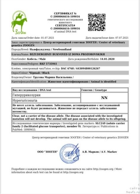 Фото: ньюфаундленд Безудержный Буквоед из Дома Прозоровских (Bezuderzhniy Bukvoyed iz Doma Prozorovskikh)