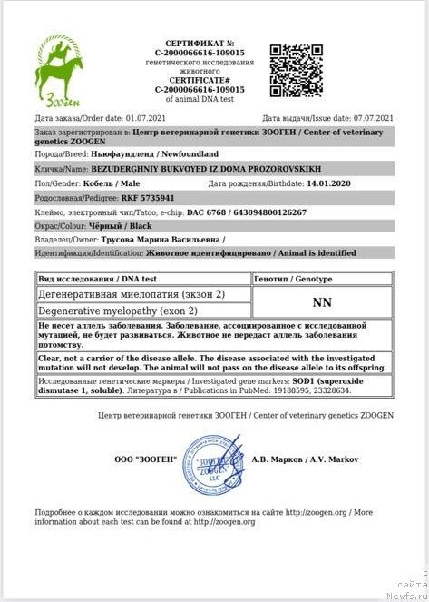 Фото: ньюфаундленд Безудержный Буквоед из Дома Прозоровских (Bezuderzhniy Bukvoyed iz Doma Prozorovskikh)