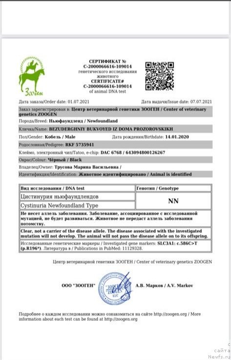 Фото: ньюфаундленд Безудержный Буквоед из Дома Прозоровских (Bezuderzhniy Bukvoyed iz Doma Prozorovskikh)