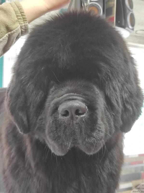 Фото: ньюфаундленд Безудержный Буквоед из Дома Прозоровских (Bezuderzhniy Bukvoyed iz Doma Prozorovskikh)