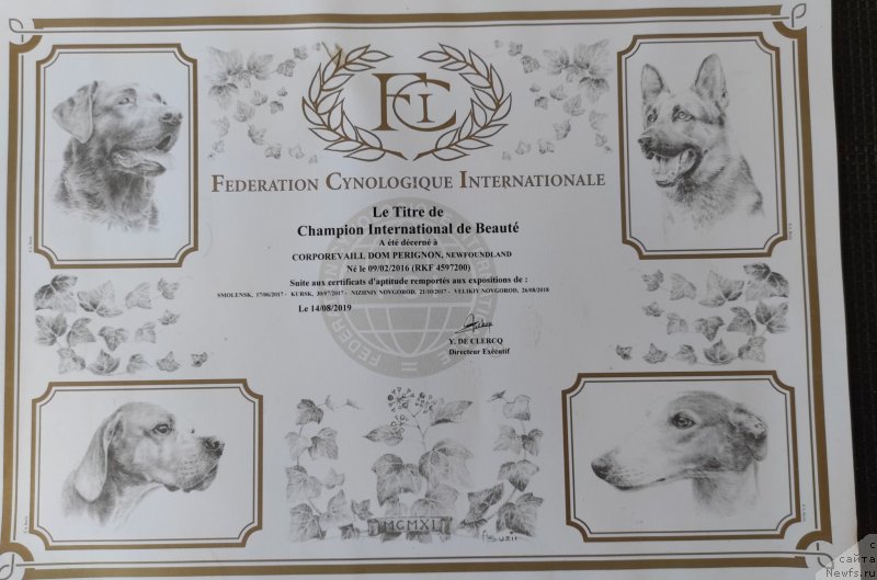 Фото: ньюфаундленд Corporevaill Dom Perignon