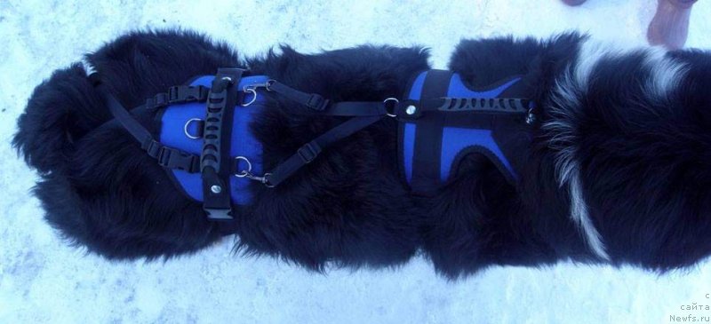 Фото: ньюфаундленд Старбимовлав Гардемарин