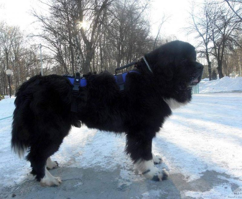 Фото: ньюфаундленд Старбимовлав Гардемарин