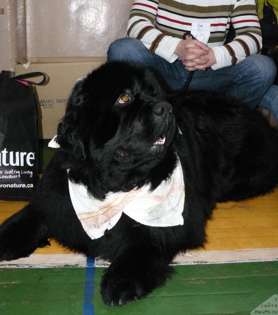 Фото: ньюфаундленд Пчёлкин Дом Афоня