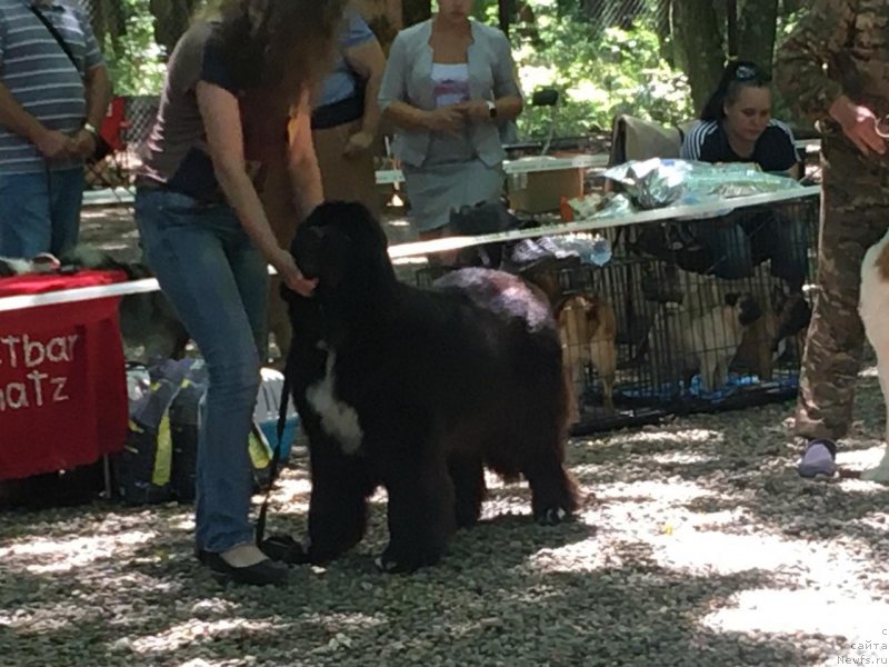 Фото: ньюфаундленд Николь