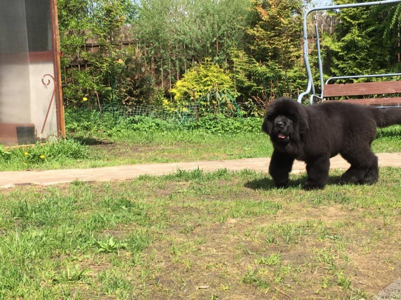 Фото: ньюфаундленд Смигар Еври Соул Вонт Лав (Smigar Every Soul Want Love)