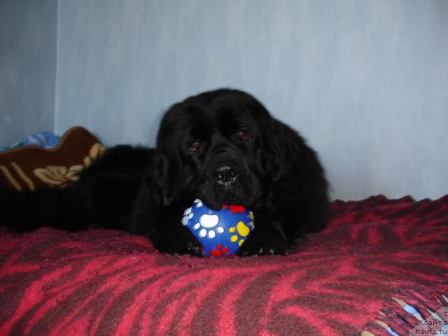 Фотография № 2486