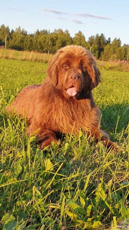 Фото: ньюфаундленд Хит Шелико Ингеборга Импрессия (Hit Sheliko Ingeborga Impressiya)