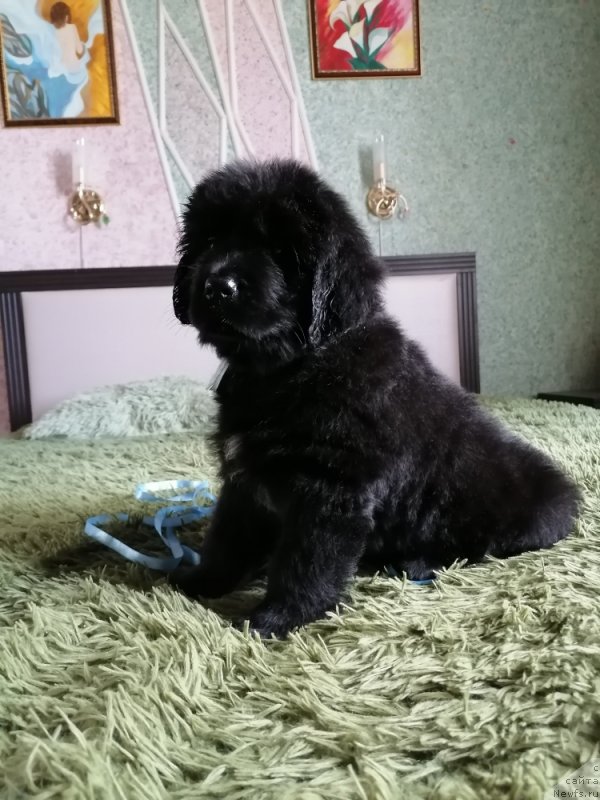 Фото: ньюфаундленд Шейла Форест Фловер