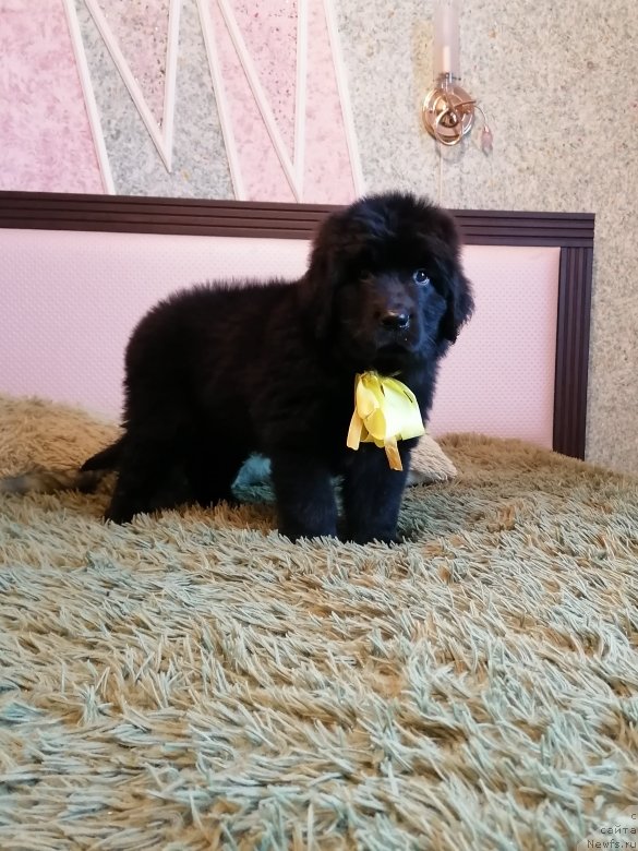 Фото: ньюфаундленд Шармель Лав Сонг