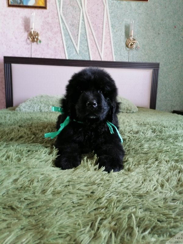 Фото: ньюфаундленд Шерман Лав Форевер (Sherman Lav Forever)