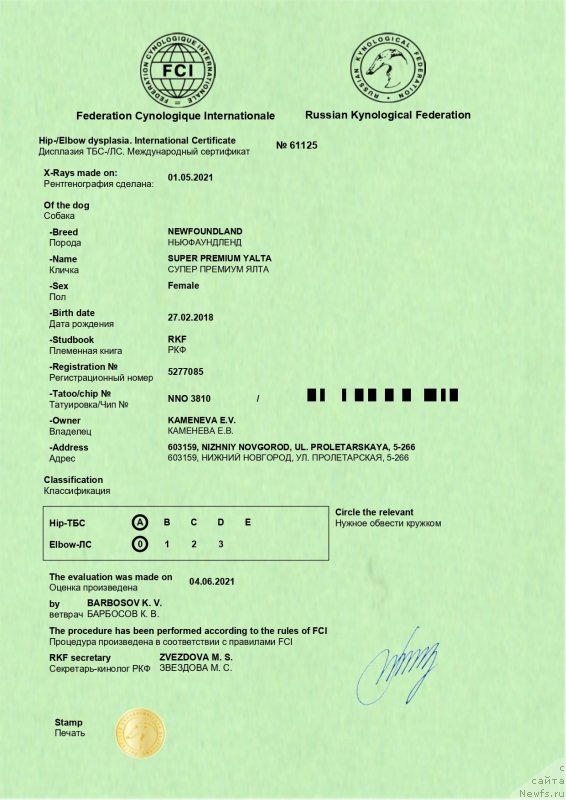 Фото: ньюфаундленд Супер Премиум Ялта (Super Premium Yalta)