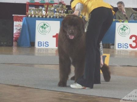 Фото: ньюфаундленд Бьютифол Кинг