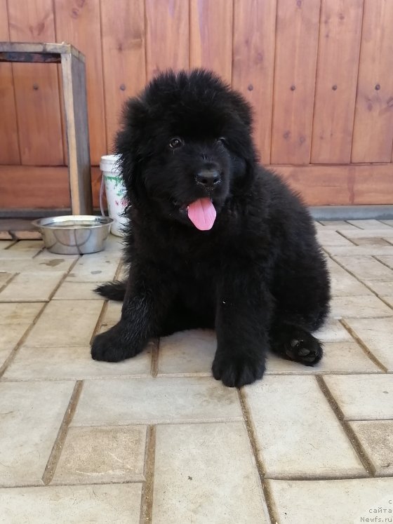 Фото: ньюфаундленд Шервут Нобле Дивер