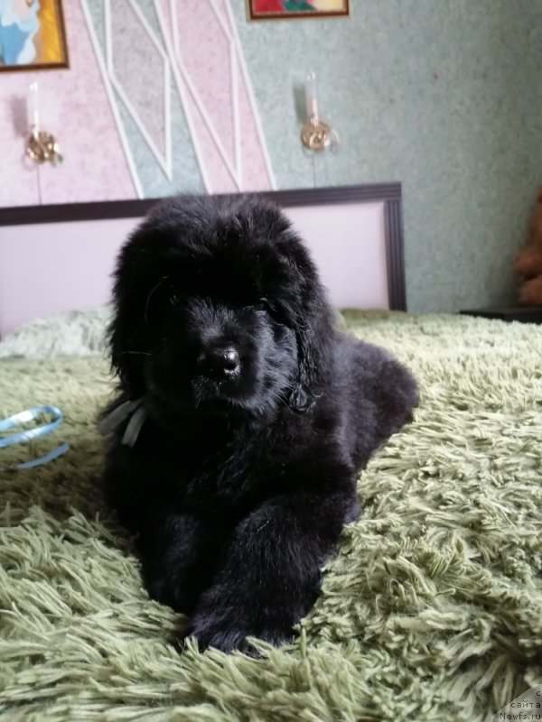 Фото: ньюфаундленд Шейла Форест Фловер