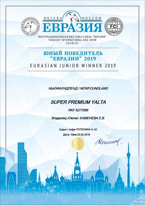 Фото: ньюфаундленд Супер Премиум Ялта (Super Premium Yalta)
