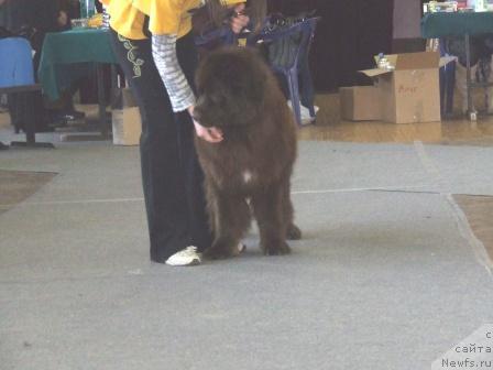 Фото: ньюфаундленд Бриджит Бардо