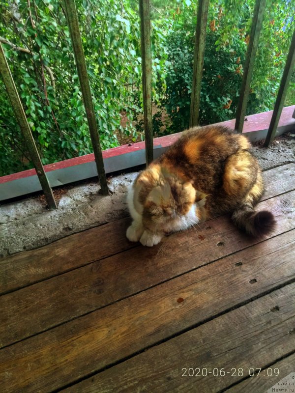 Фотография № 248621