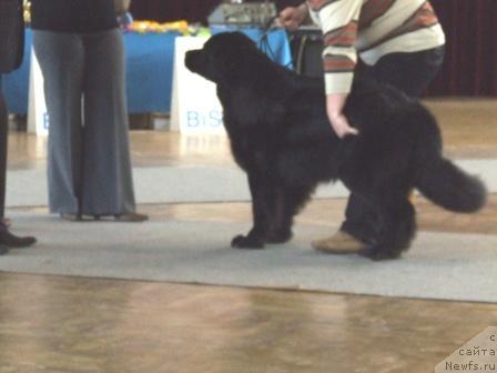 Фото: ньюфаундленд Роксана Леди Совершенство