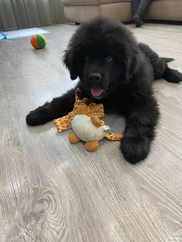 Фото: ньюфаундленд Шерман Лав Форевер (Sherman Lav Forever)