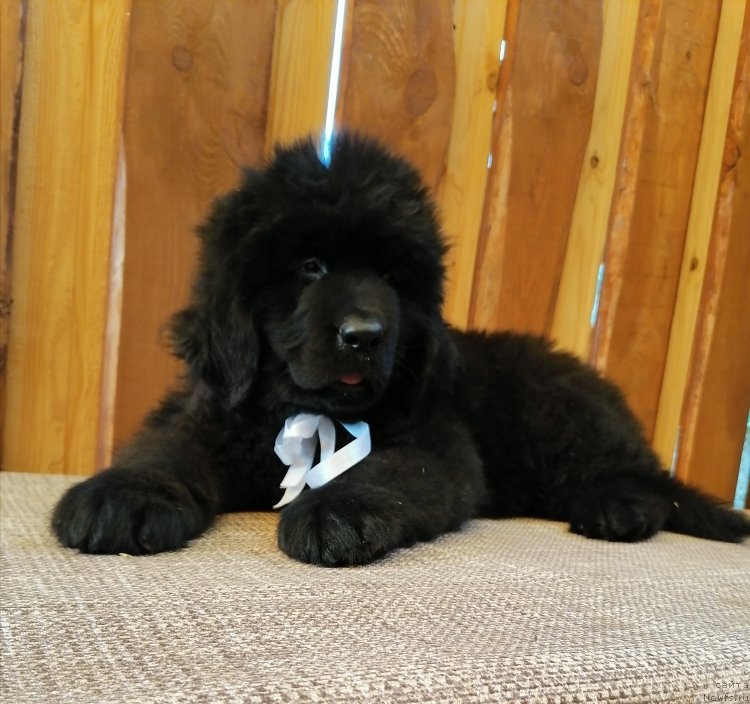 Фото: ньюфаундленд Шервут Нобле Дивер