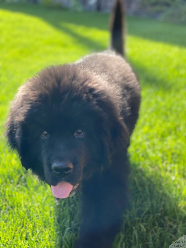 Фото: ньюфаундленд Шерман Лав Форевер (Sherman Lav Forever)