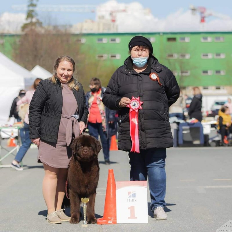 Фото: ньюфаундленд Анника Фастбьёрн Сеунн (Annika Fastbyorn Seunn)