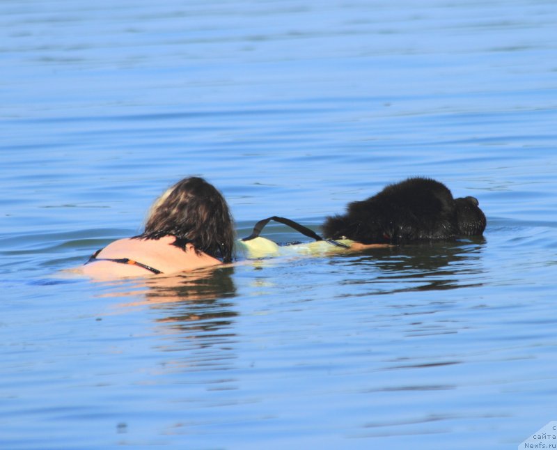 Фото: ньюфаундленд Даанич Веселый Роджер, Лилиана Рахматова