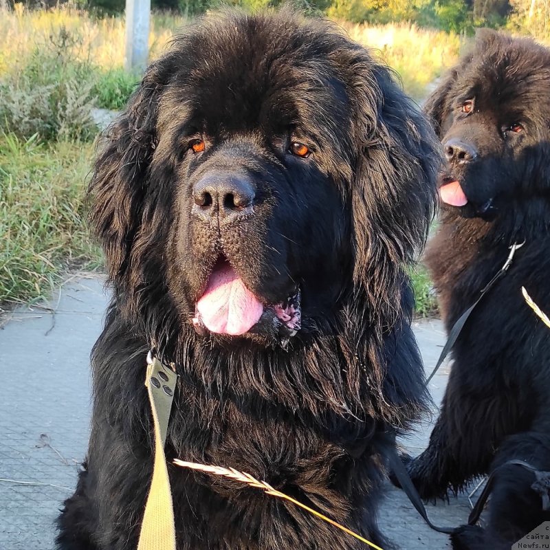Фото: ньюфаундленд Чеширский Пёс из Племени Кедра
