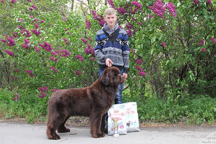 Фото: ньюфаундленд Цезария с Берега Дона (Tsezariya s Berega Dona)