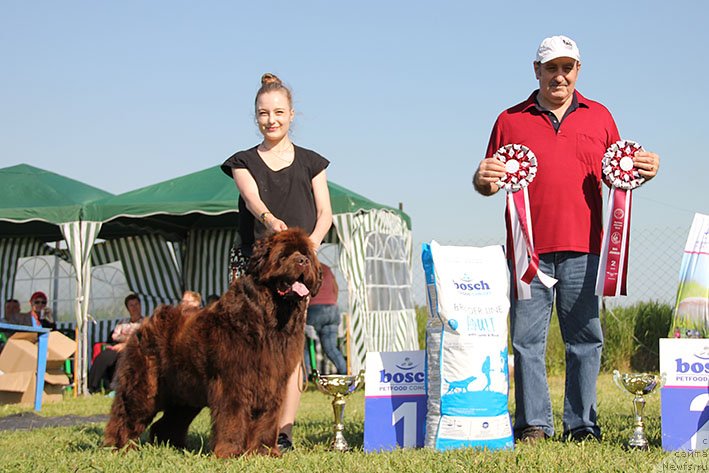 Фото: ньюфаундленд Цефи с Берега Дона (Tsefi s Berega Dona)