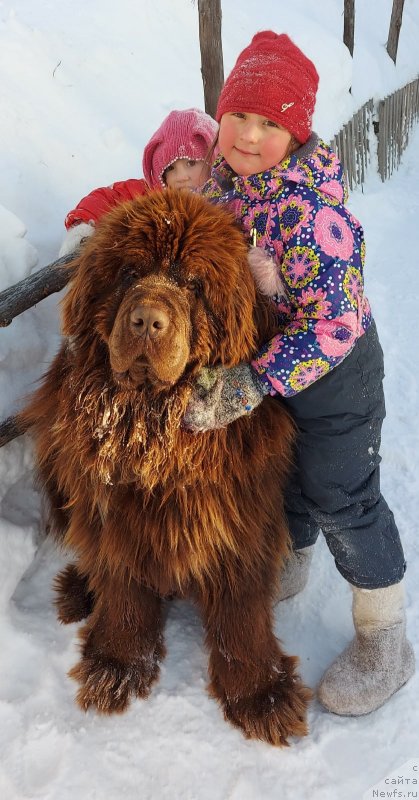 Фото: ньюфаундленд Цигель с Берега Дона (Tsigel' s Berega Dona)
