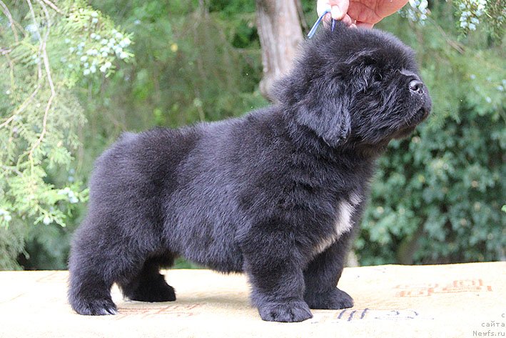 Фото: ньюфаундленд Чивас Ригл с Берега Дона (Chivas Rigl s Berega Dona)