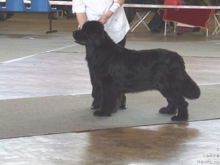 Фото: ньюфаундленд Ундина Белл-Айл от Цацибы (Undina Bell-Ail ot Tsatsyby)