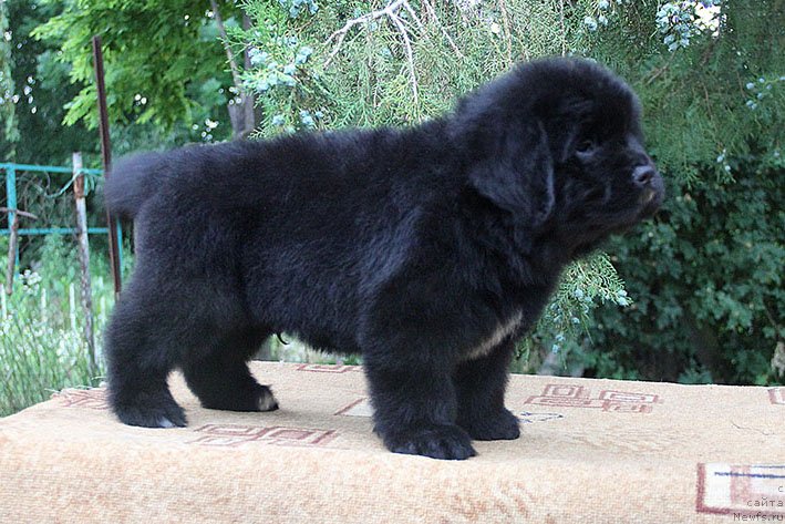 Фото: ньюфаундленд Чегем Нэш с Берега Дона (Chegem Nesh s Berega Dona)