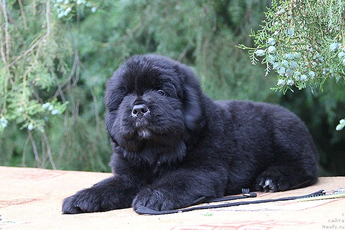 Фото: ньюфаундленд Чегем Нэш с Берега Дона (Chegem Nesh s Berega Dona)