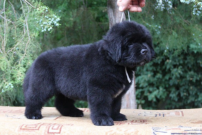 Фото: ньюфаундленд Чилим Гур с Берега Дона (Chilim Gur s Berega Dona)