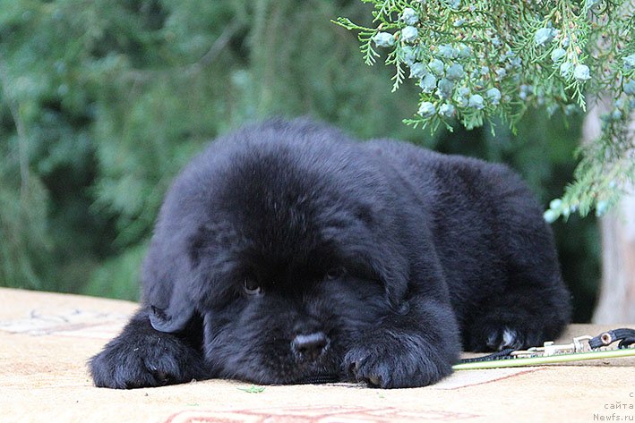 Фото: ньюфаундленд Чилим Гур с Берега Дона (Chilim Gur s Berega Dona)