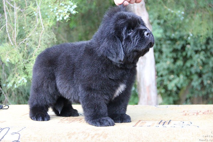 Фото: ньюфаундленд Чиприан с Берега Дона (Chiprian s Berega Dona)