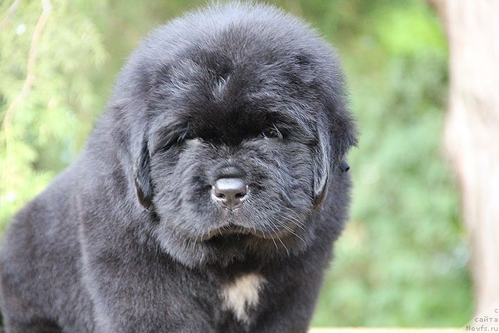 Фото: ньюфаундленд Чиприан с Берега Дона (Chiprian s Berega Dona)