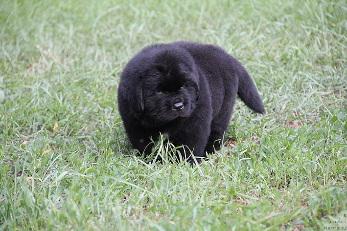 Фото: ньюфаундленд Чиприан с Берега Дона (Chiprian s Berega Dona)