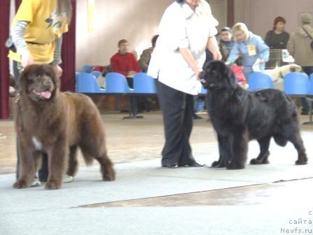 Фото: ньюфаундленд Бьютифол Кинг, ньюфаундленд Ундина Белл-Айл от Цацибы (Undina Bell-Ail ot Tsatsyby)