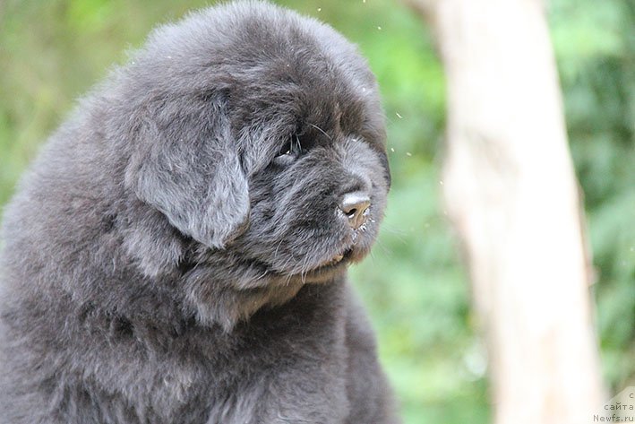 Фото: ньюфаундленд Чизарид Кэш с Берега Дона (Chizarid Kesh s Berega Dona)