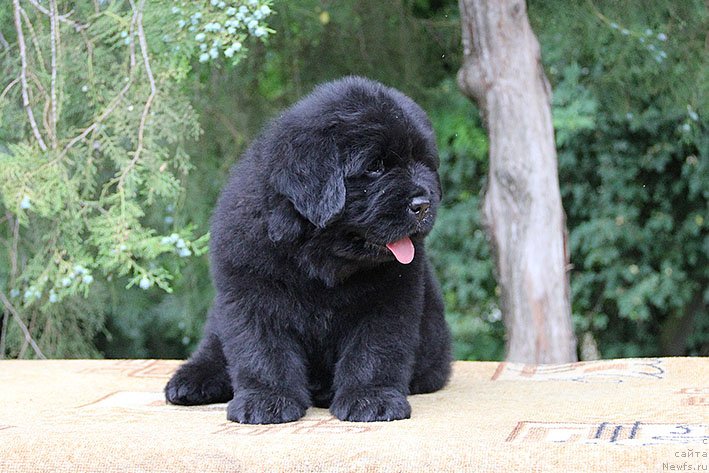Фото: ньюфаундленд Чизарид Кэш с Берега Дона (Chizarid Kesh s Berega Dona)