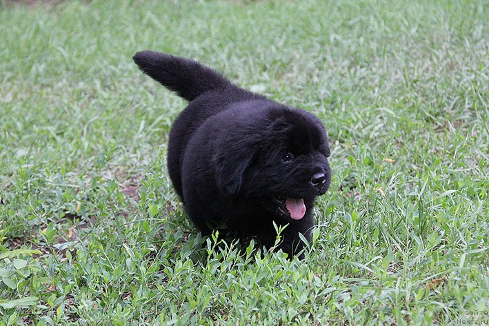 Фото: ньюфаундленд Чизарид Кэш с Берега Дона (Chizarid Kesh s Berega Dona)