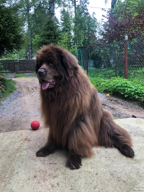 Фото: ньюфаундленд Красота Чистого Золота